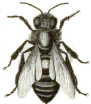 melissographia_detail.png
